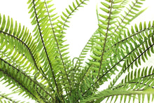Load image into Gallery viewer, Boston Fern