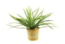 Load image into Gallery viewer, Boston Fern