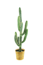 Load image into Gallery viewer, Cactus