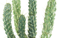 Load image into Gallery viewer, Cactus