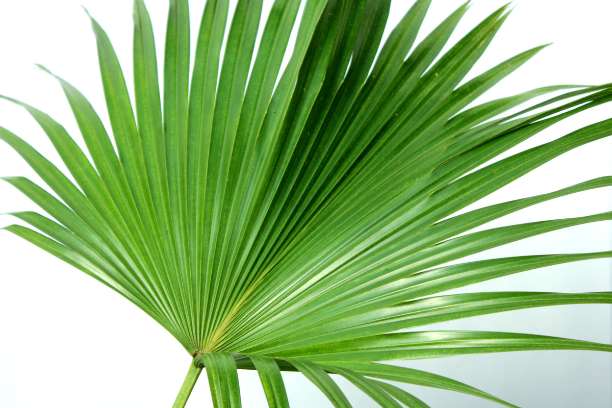 buy-potted-chinese-fan-palm-indoor-plant-bloomscape