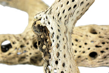Load image into Gallery viewer, Cholla Skeleton Cactus