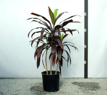 Load image into Gallery viewer, Cordyline 4-5'