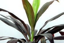 Load image into Gallery viewer, Cordyline 4-5'