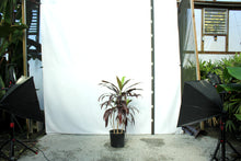 Load image into Gallery viewer, Cordyline 4-5'