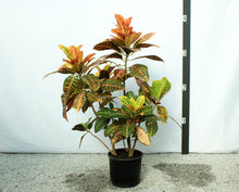 Load image into Gallery viewer, Croton - Orange/Yellow