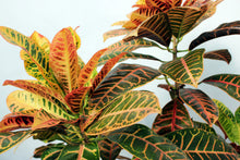 Load image into Gallery viewer, Croton - Orange/Yellow