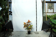 Load image into Gallery viewer, Croton - Orange/Yellow