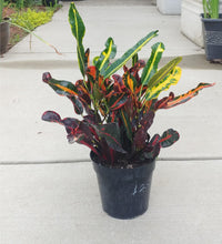 Load image into Gallery viewer, Croton Mamey - 6"