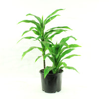 Load image into Gallery viewer, Artificial Dracaena 3'