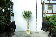 Load image into Gallery viewer, Dracaena Marginata Wave