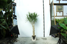 Load image into Gallery viewer, Dracaena Marginata Wave