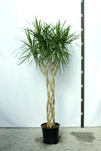 Load image into Gallery viewer, Dracaena Marginata Wave