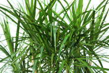 Load image into Gallery viewer, Dracaena Marginata Wave