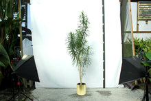 Load image into Gallery viewer, Song of Jamaica Multistalk