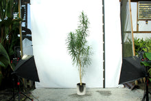 Load image into Gallery viewer, Song of Jamaica Multistalk