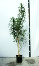 Load image into Gallery viewer, Mini Leaf Dracenae