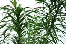 Load image into Gallery viewer, Song of Jamaica Multistalk