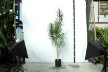 Load image into Gallery viewer, Song of Jamaica Multistalk