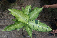 Load image into Gallery viewer, Dieffenbachia 'Camouflage' 10" pot