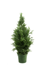 Load image into Gallery viewer, Evergreen Cone Topiaries