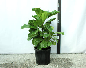 Fiddle Leaf Fig - 3 Gallon