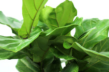 Load image into Gallery viewer, Fiddle Leaf Fig - 3 Gallon