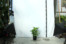 Load image into Gallery viewer, Fiddle Leaf Fig - 3 Gallon