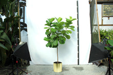 Load image into Gallery viewer, Fiddle Leaf Fig 15 Gallon
