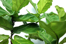 Load image into Gallery viewer, Fiddle Leaf Fig 15 Gallon