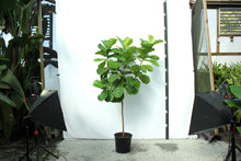 Load image into Gallery viewer, Fiddle Leaf Fig 15 Gallon