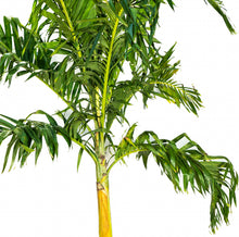 Load image into Gallery viewer, Fox Tail Palm
