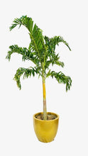 Load image into Gallery viewer, Fox Tail Palm