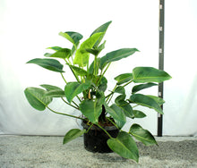 Load image into Gallery viewer, Philodendron Congo - 4&#39; Green