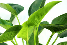 Load image into Gallery viewer, Philodendron Congo - 4&#39; Green