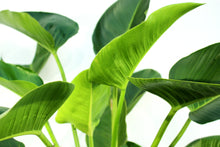 Load image into Gallery viewer, Philodendron Congo - 4' Green