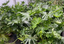 Load image into Gallery viewer, Philodendron Selloum 4' tall | 7 Gallon