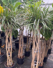 Load image into Gallery viewer, Dracaena Marginata Wave 5' or 6.5' tall