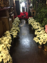 Load image into Gallery viewer, Poinsettias