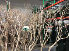 Load image into Gallery viewer, Manzanita 5-6'