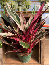 Load image into Gallery viewer, Stromanthe Triostar - 10&quot; pot [Rental]