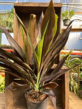 Load image into Gallery viewer, Black Cordyline - 8&quot; pot