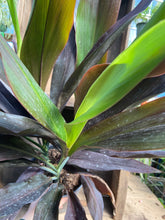 Load image into Gallery viewer, Black Cordyline - 8&quot; pot