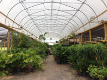Load image into Gallery viewer, Greenhouse & Nursery Tour