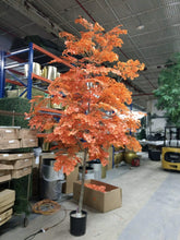 Load image into Gallery viewer, Ginkgo Tree