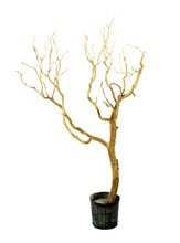 Load image into Gallery viewer, Manzanita 3-4'