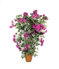 Load image into Gallery viewer, Bougainvillea Trellis