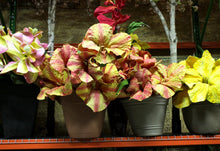 Load image into Gallery viewer, Over Sized Silks Flowers