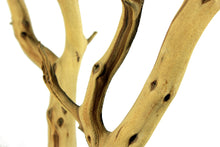 Load image into Gallery viewer, Manzanita 10-11'