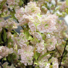 Load image into Gallery viewer, Cherry Blossom Trees